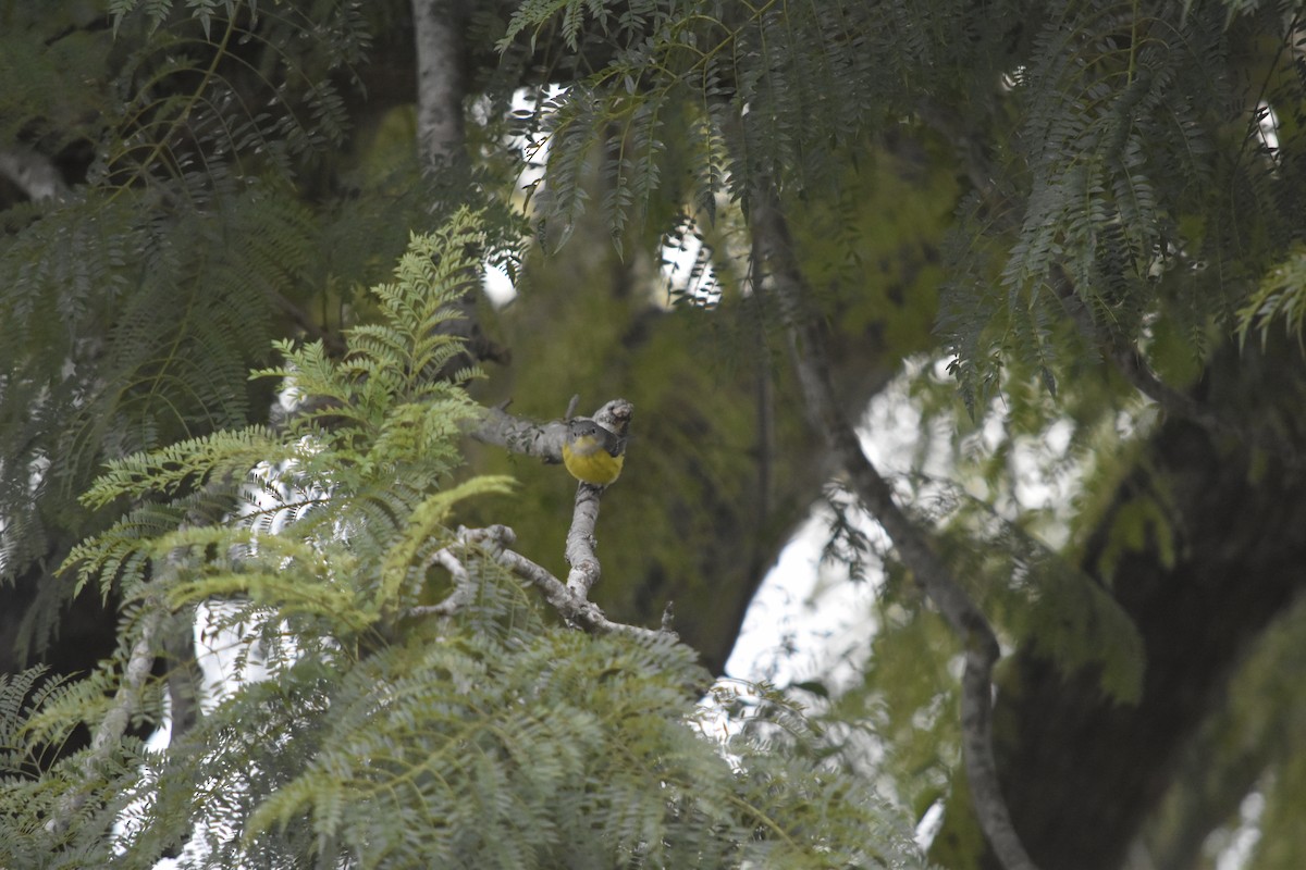 Magnolia Warbler - ML644556273