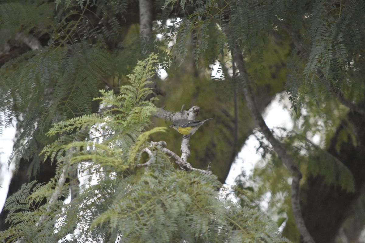 Magnolia Warbler - ML644556274