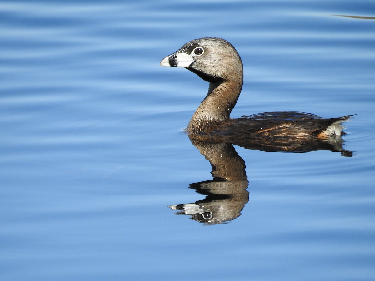 ringnebbdykker - ML644556275