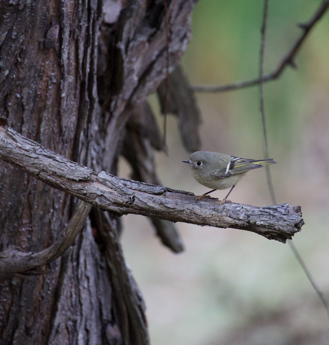 Золотомушка рубіновочуба - ML644556283