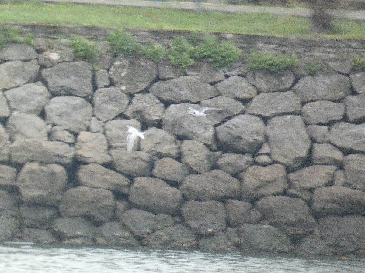 Txenada arrunta - ML644556297