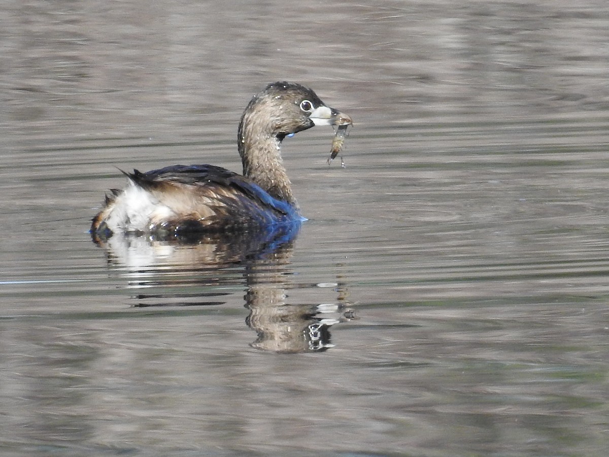 ringnebbdykker - ML644556304