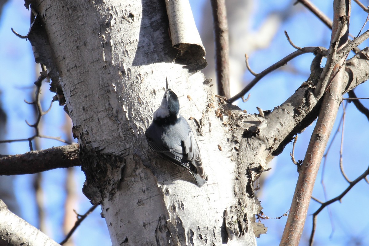 White-breasted Nuthatch (Eastern) - ML644556308