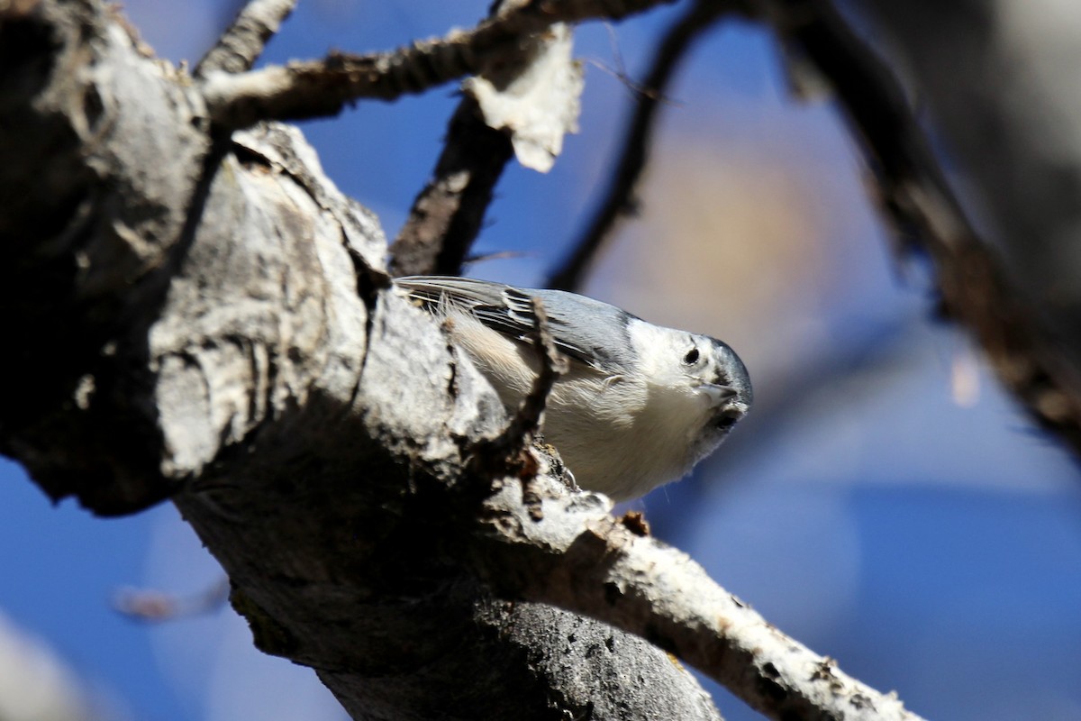 White-breasted Nuthatch (Eastern) - ML644556309