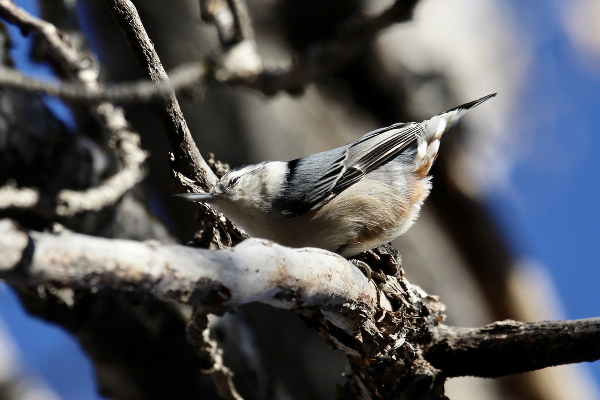 White-breasted Nuthatch (Eastern) - ML644556310