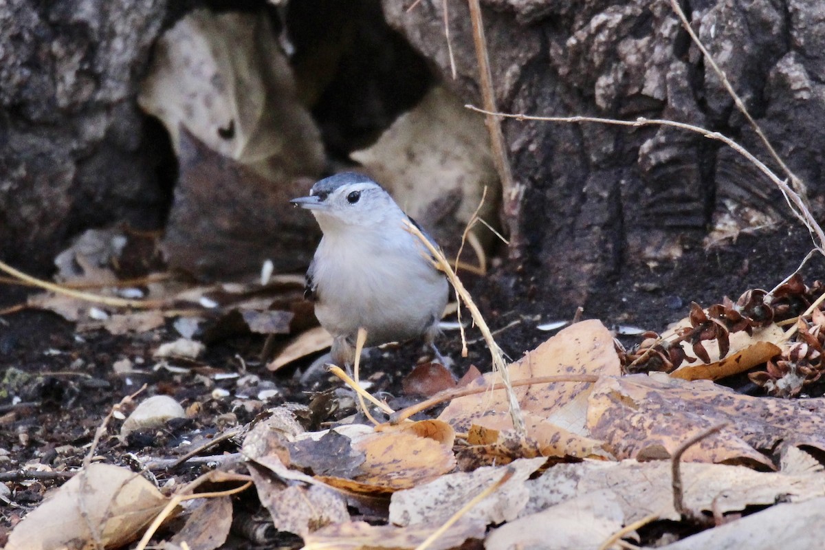 White-breasted Nuthatch (Eastern) - ML644556311