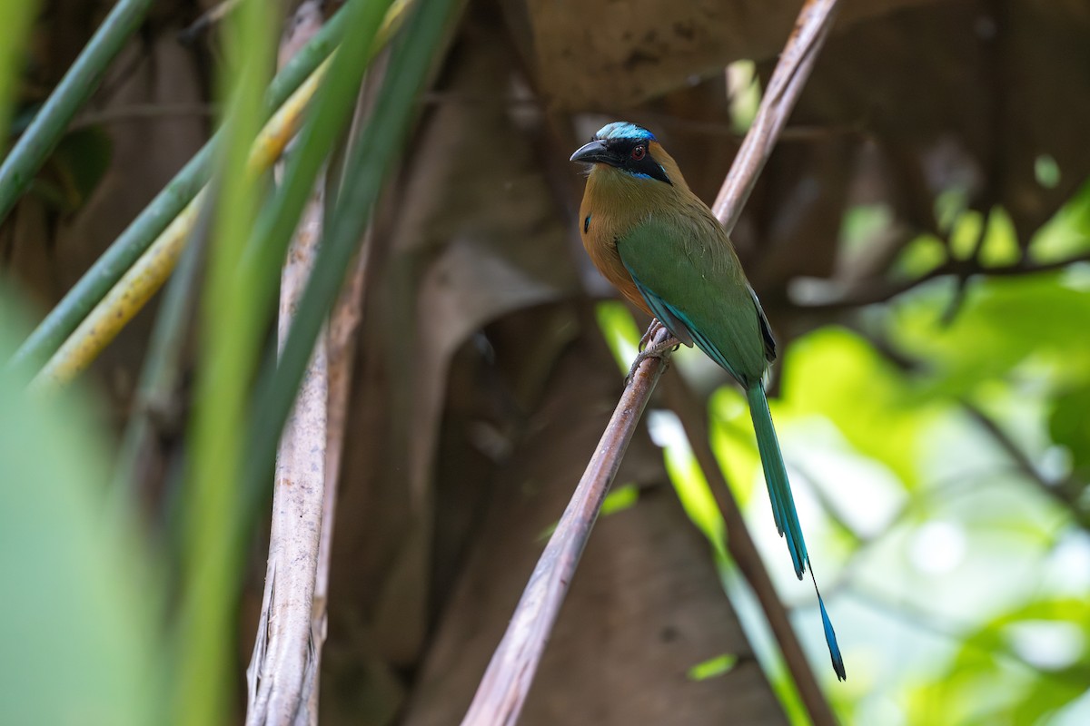 ナキハチクイモドキ - ML644556317