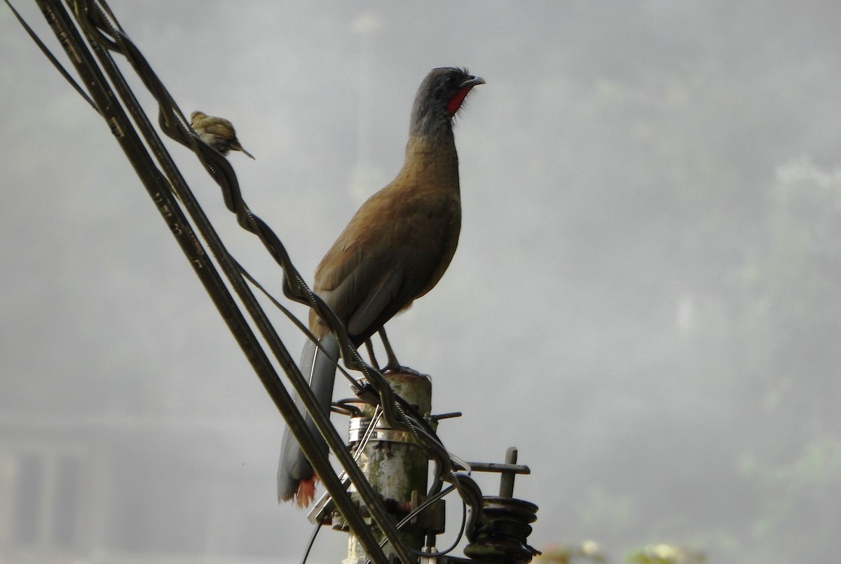 Rufous-vented Chachalaca - ML644556324