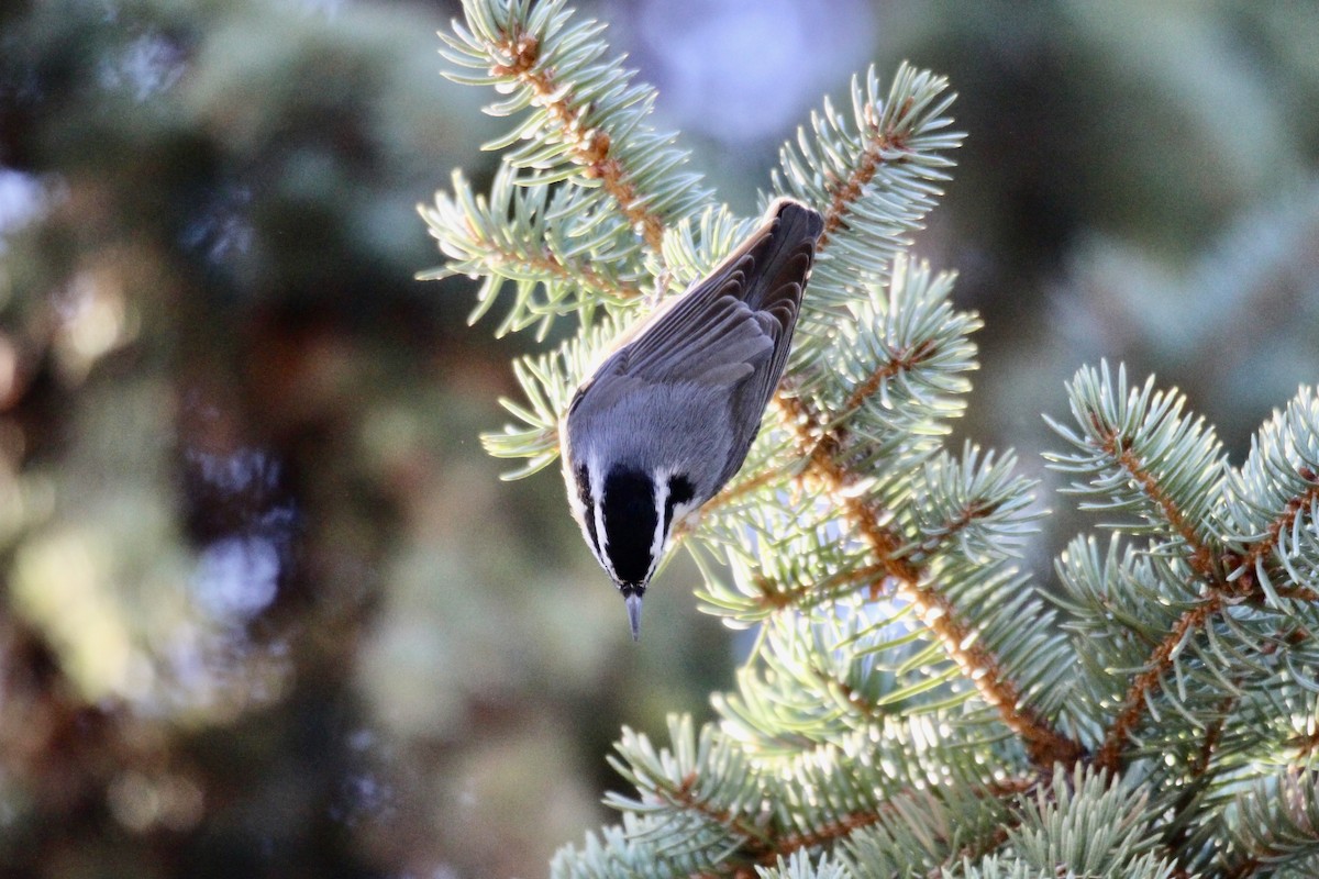 Red-breasted Nuthatch - ML644556329