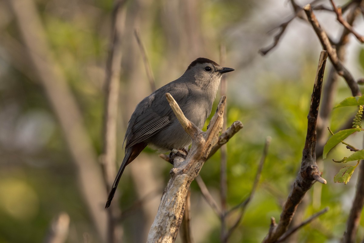 Gray Catbird - ML644556334