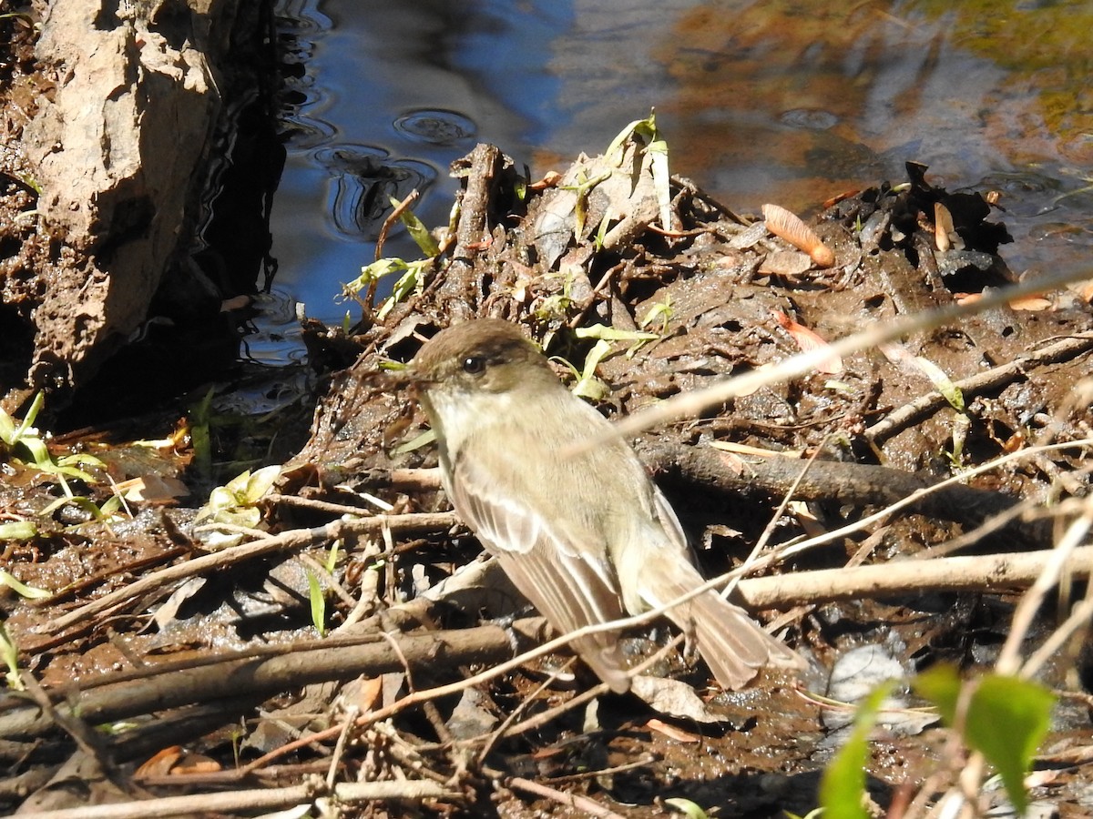 Eastern Phoebe - ML644556344