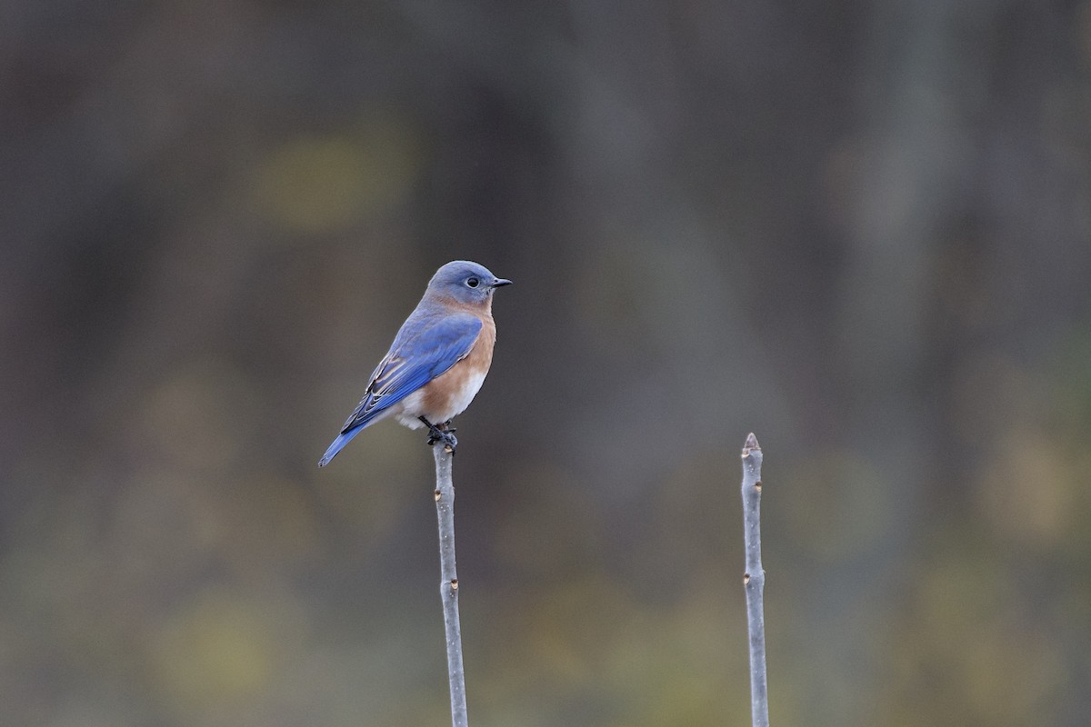 Eastern Bluebird - ML644556346