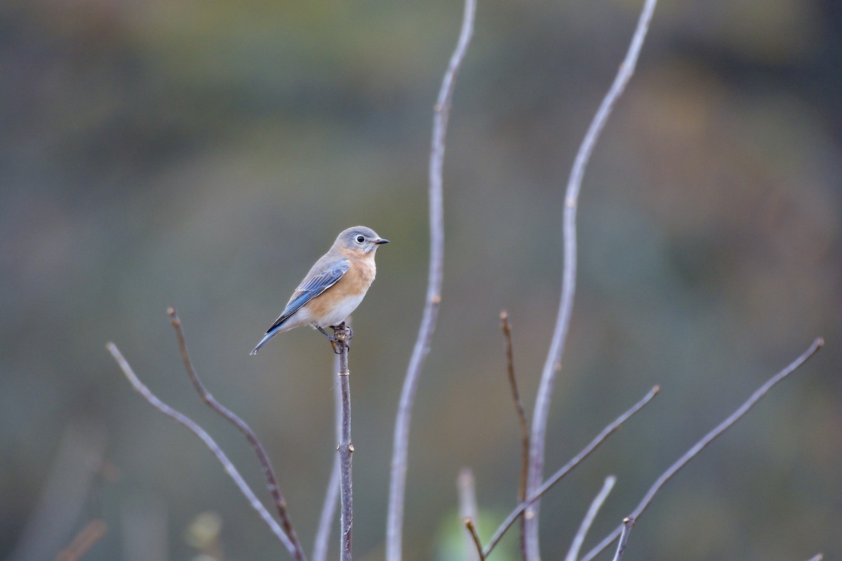 Eastern Bluebird - ML644556347