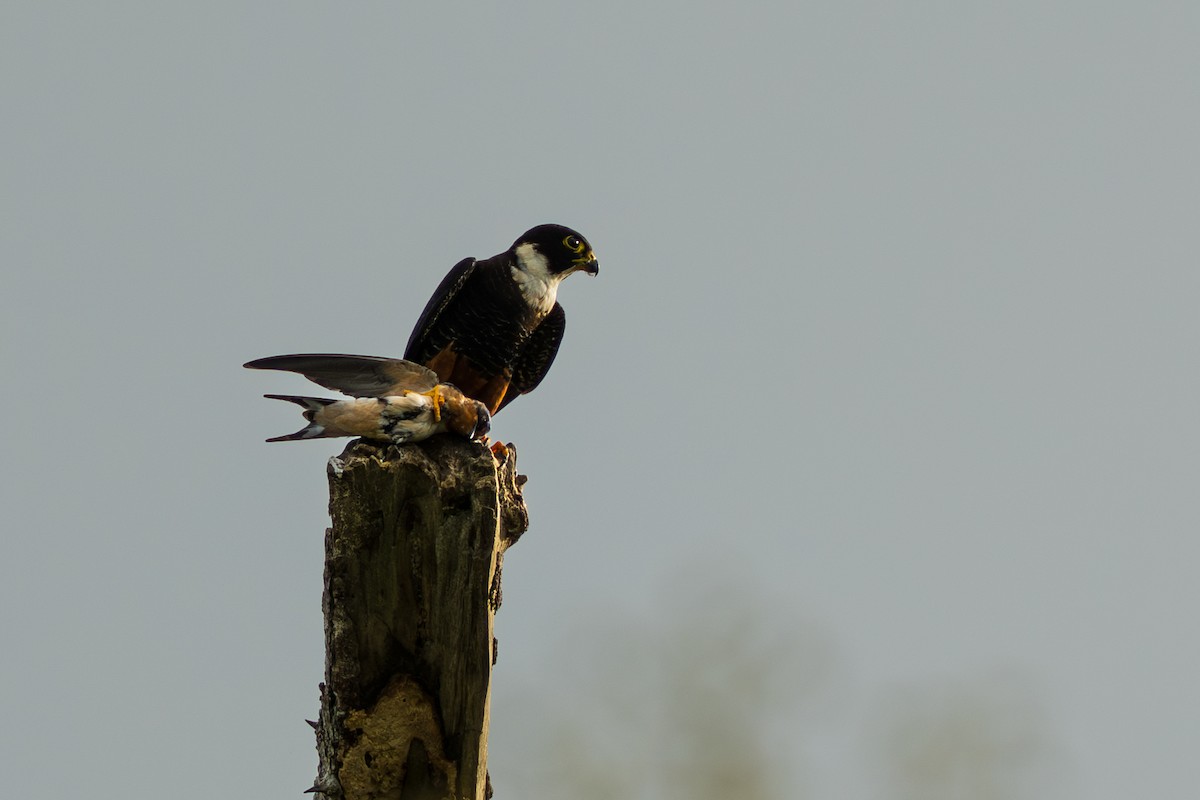 コウモリハヤブサ - ML644556352