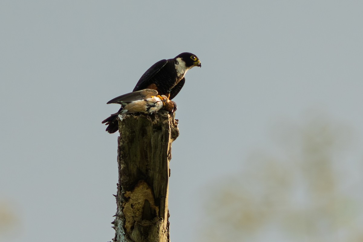 コウモリハヤブサ - ML644556353