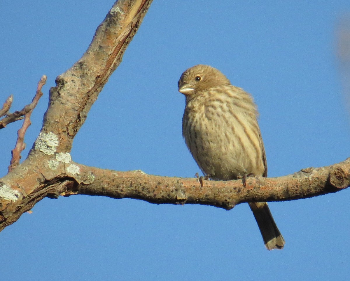 House Finch - ML644556361
