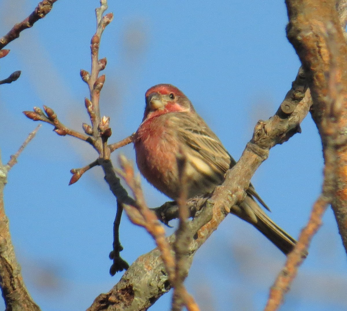 House Finch - ML644556362