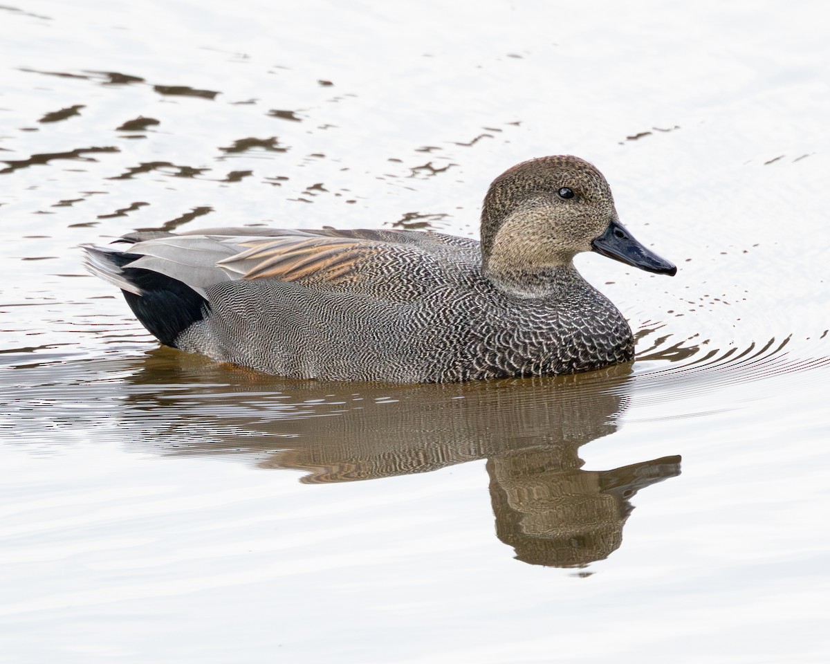 Gadwall - ML644556369