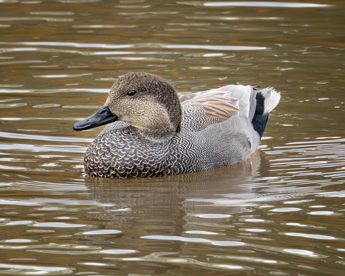 Gadwall - ML644556370