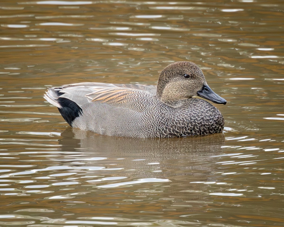Gadwall - ML644556371