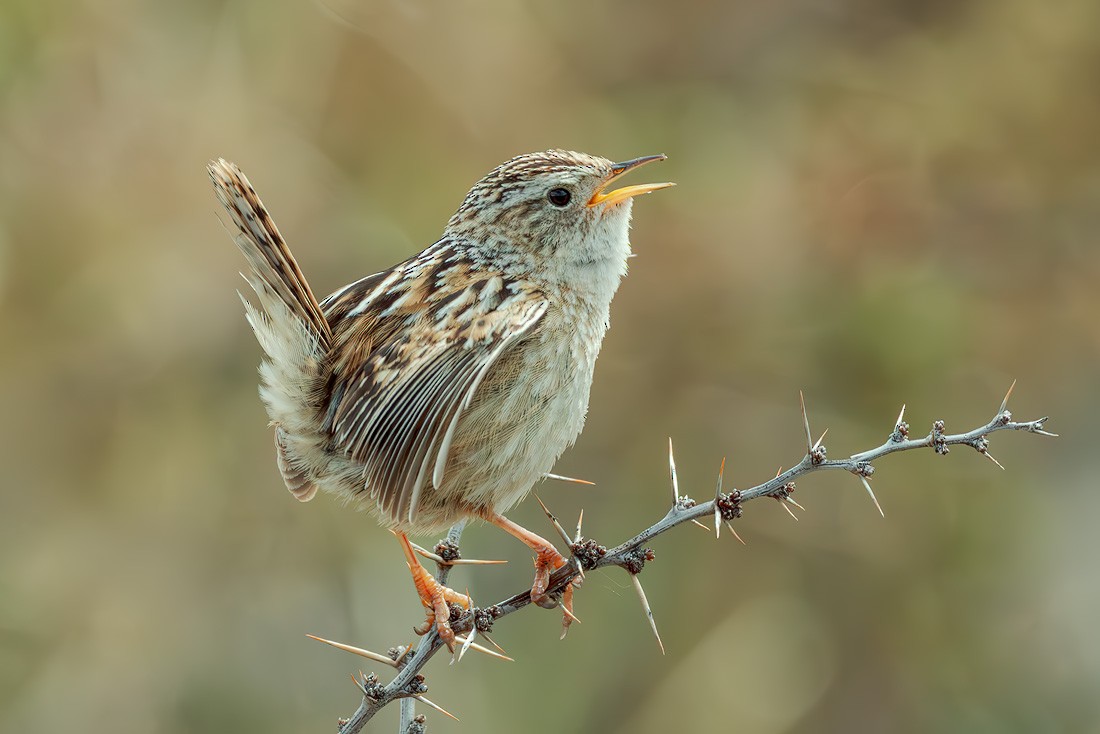 Grass Wren - ML644556374