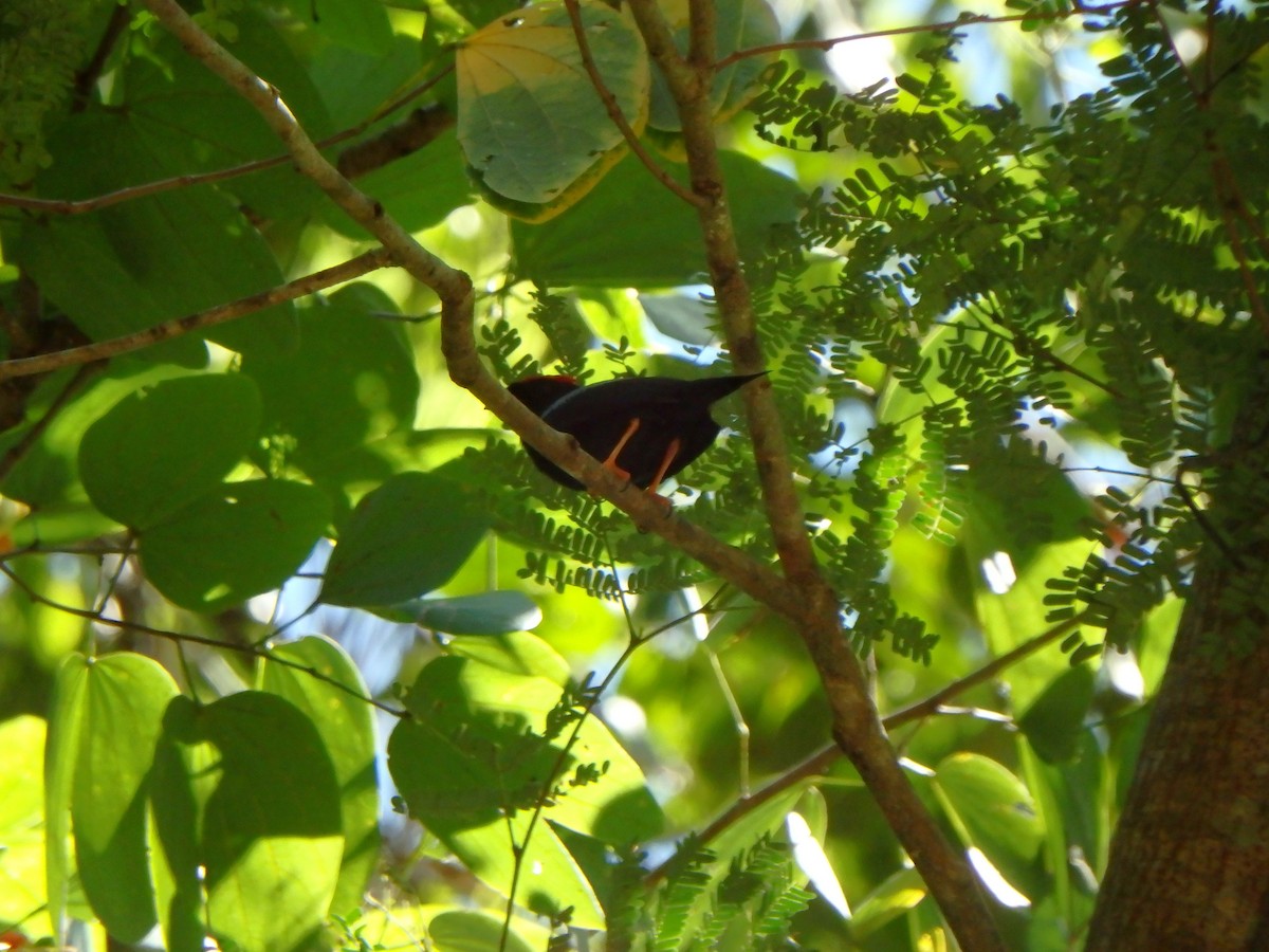 Lance-tailed Manakin - ML644556385