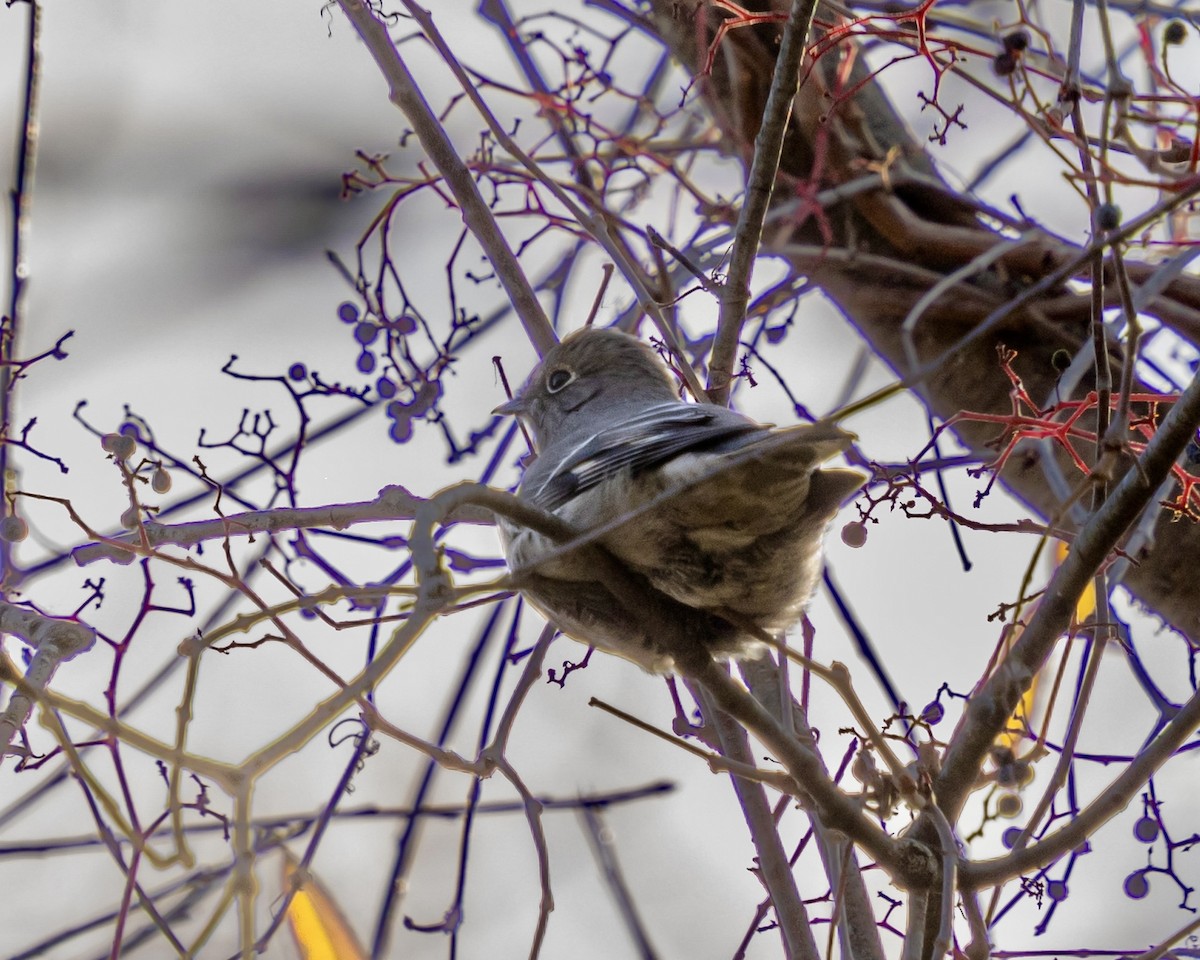 Townsend's Solitaire - ML644556386
