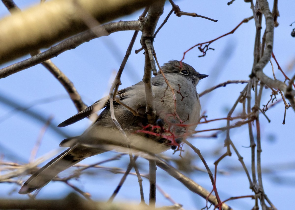 Townsend's Solitaire - ML644556387