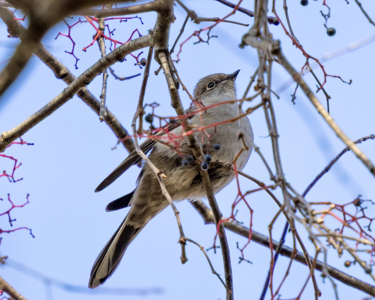 Townsend's Solitaire - ML644556388