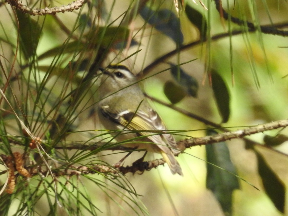 Golden-crowned Kinglet - ML644556392