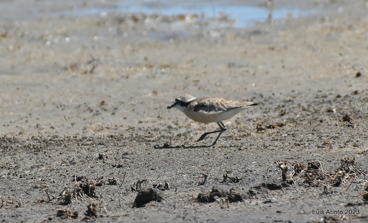 Kittlitz's Plover - ML644556394