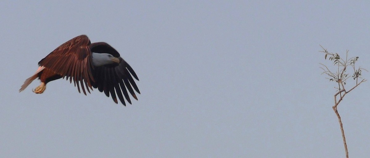 Bald Eagle - ML644556395