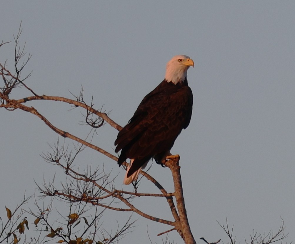 Bald Eagle - ML644556396