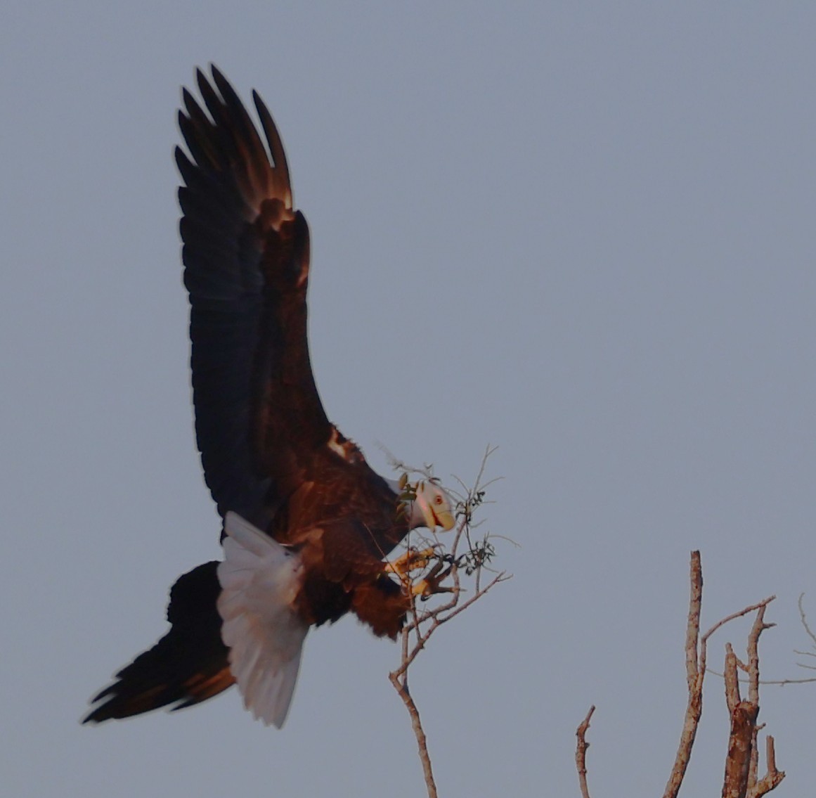Bald Eagle - ML644556397