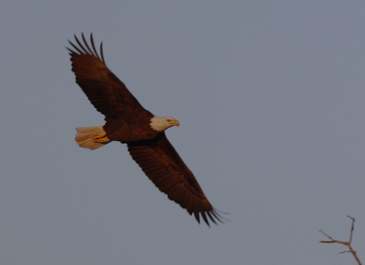 Bald Eagle - ML644556398