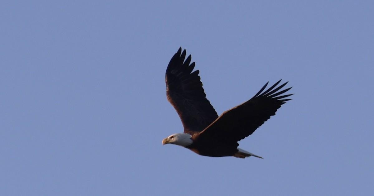 Bald Eagle - ML644556399