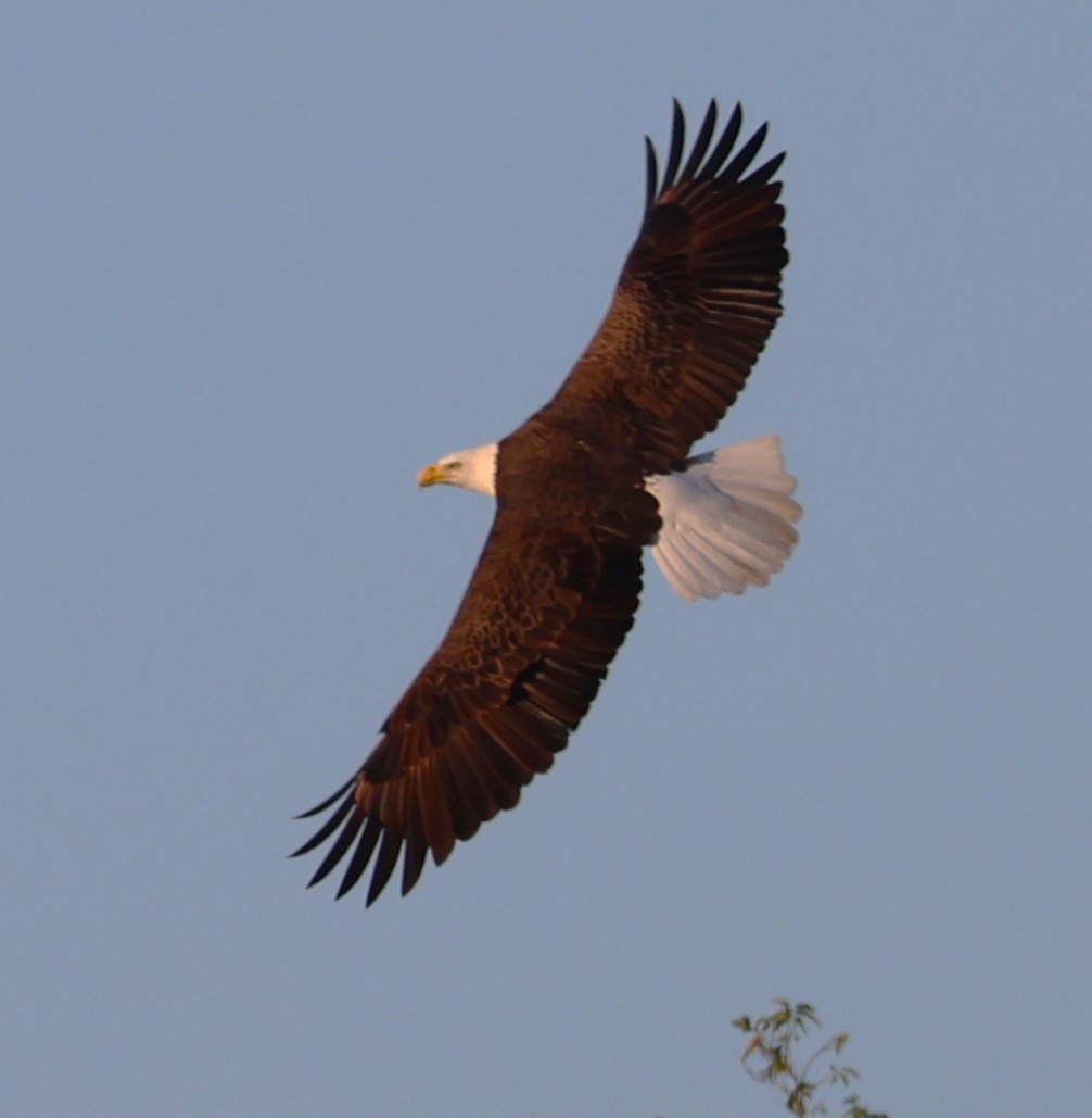 Bald Eagle - ML644556401