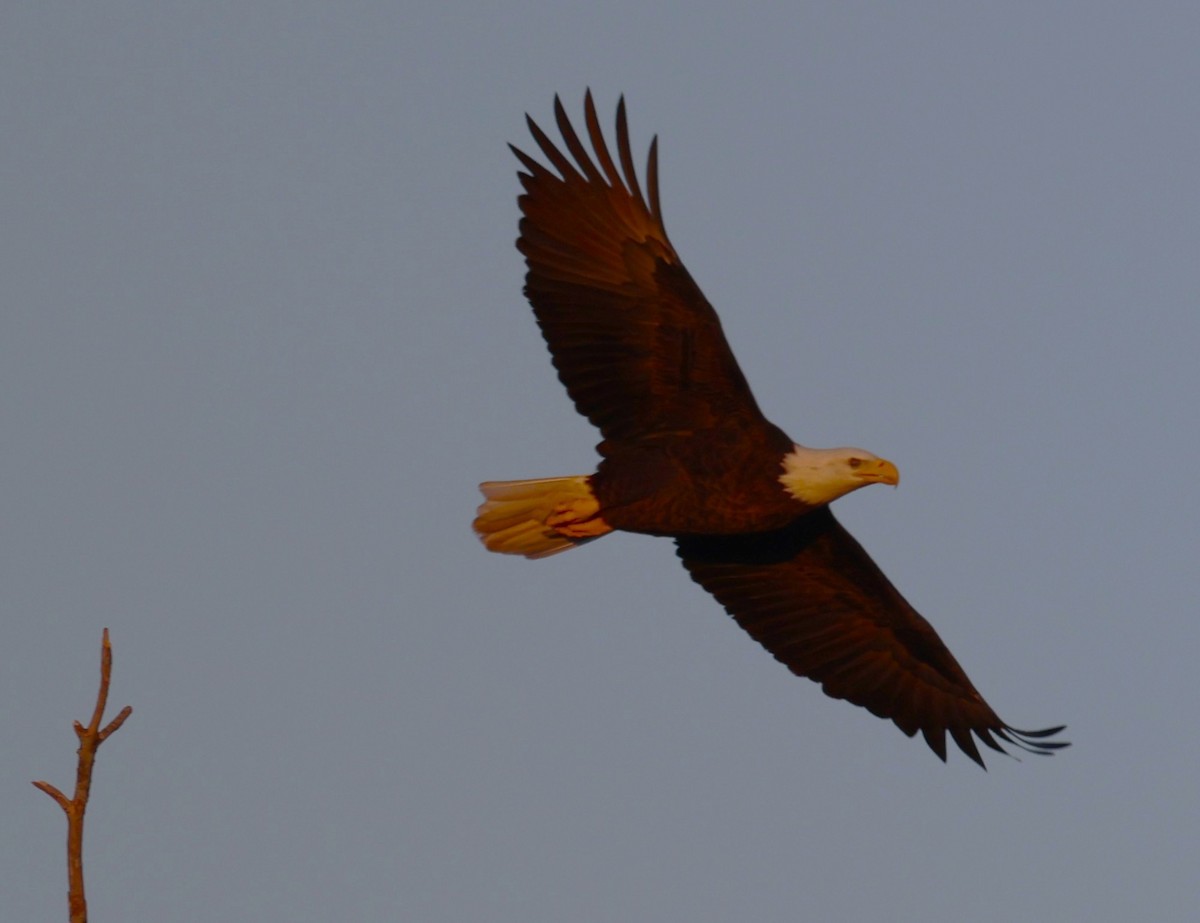 Bald Eagle - ML644556402