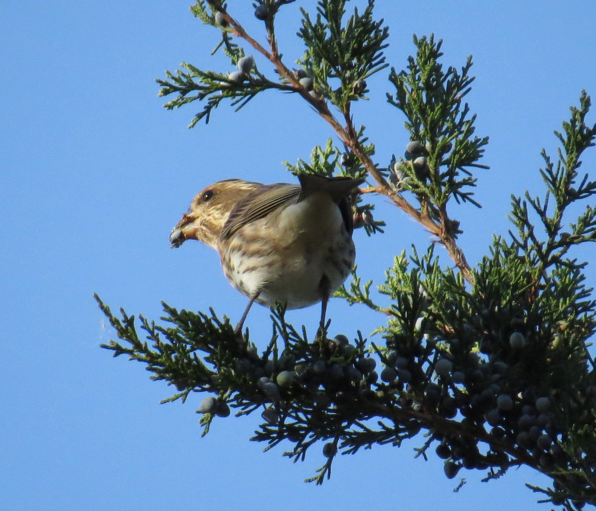 Purple Finch - ML644556405