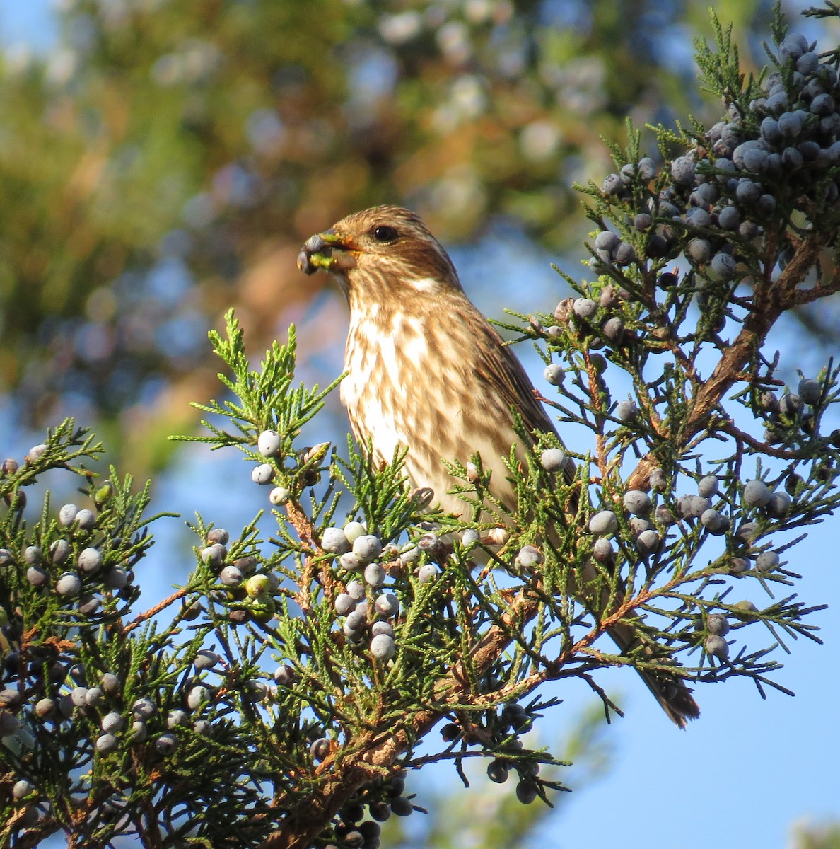 Purple Finch - ML644556406