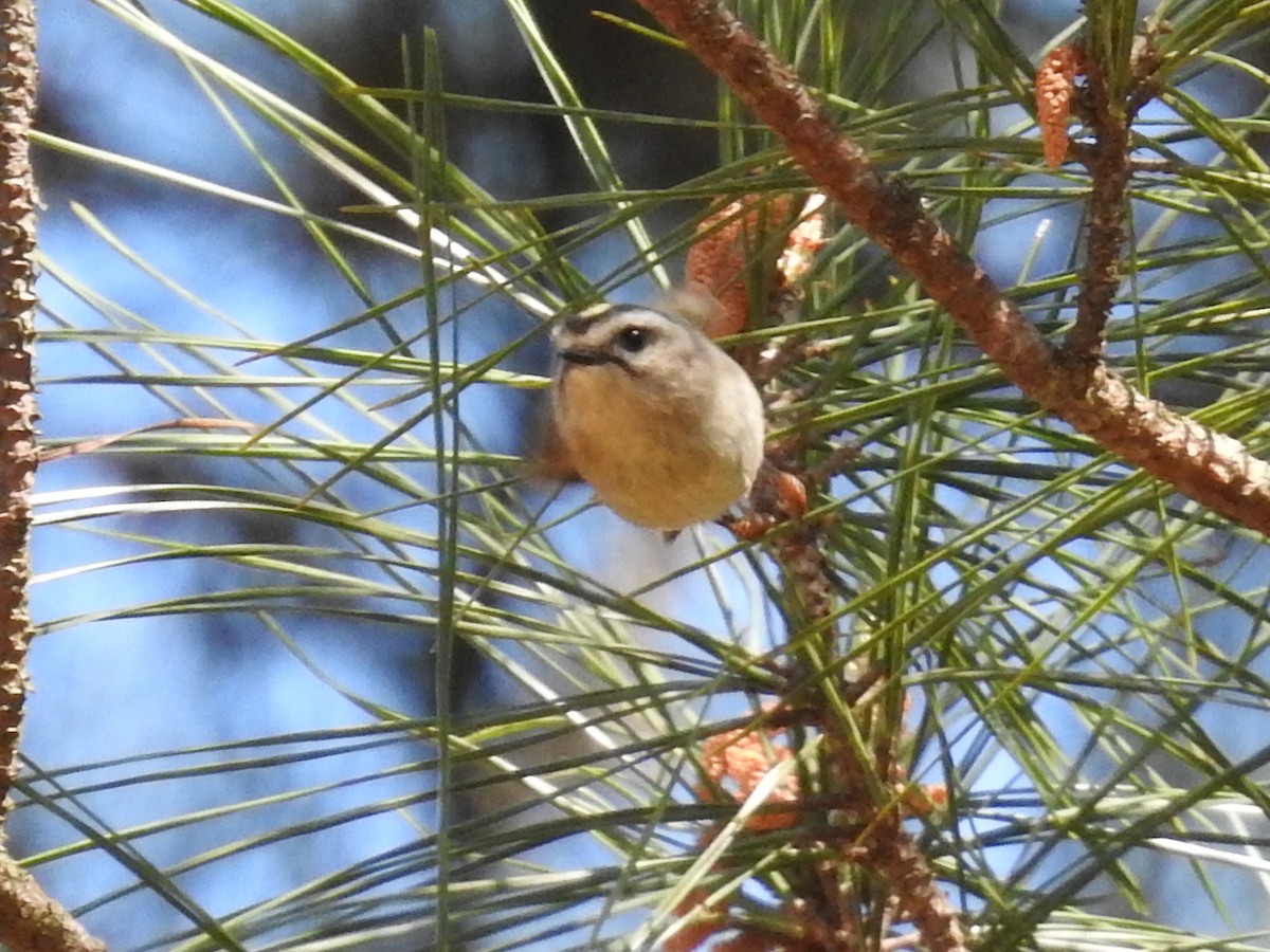 Golden-crowned Kinglet - ML644556408