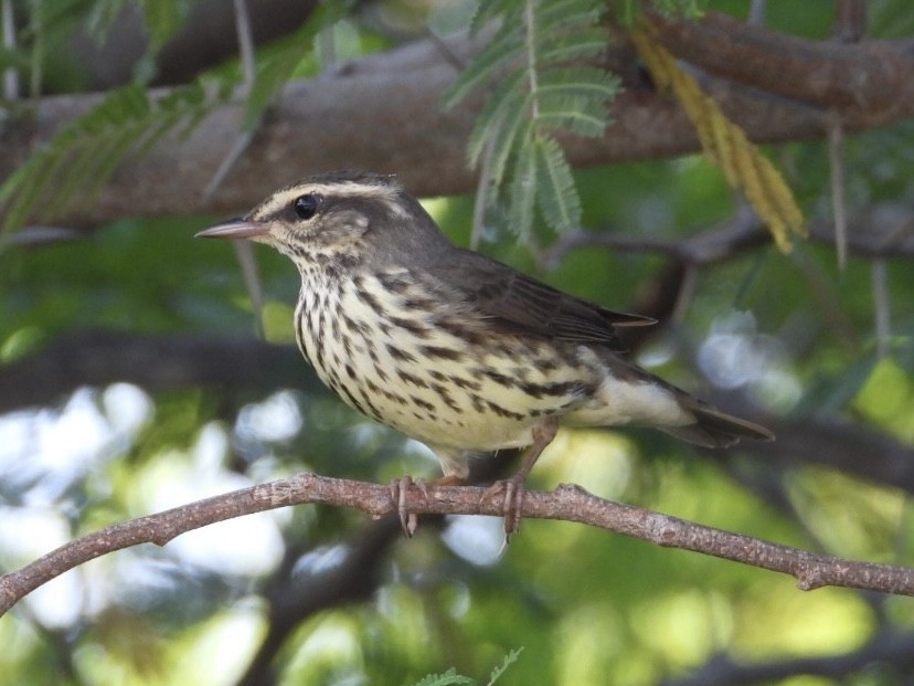 Northern Waterthrush - ML644556410