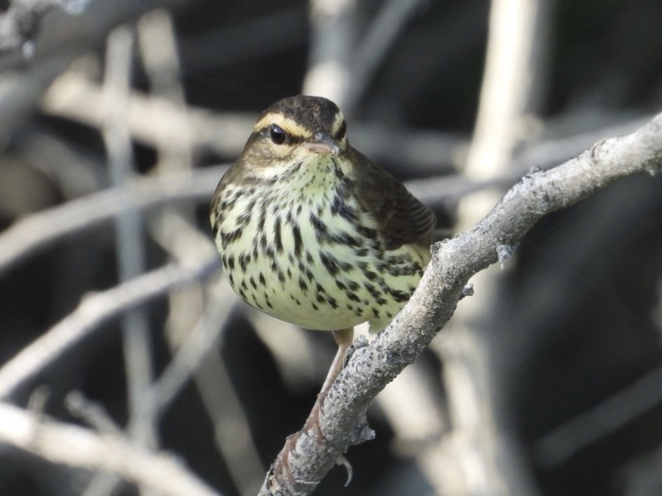 Northern Waterthrush - ML644556411