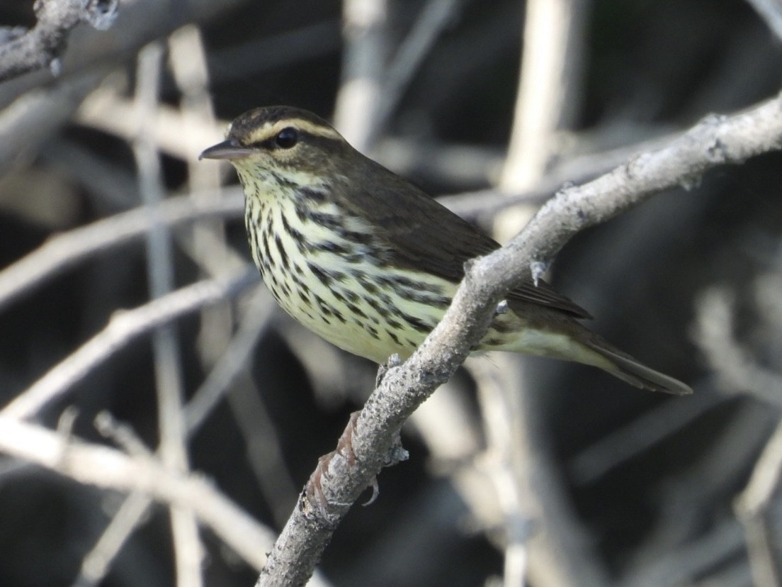 Northern Waterthrush - ML644556412