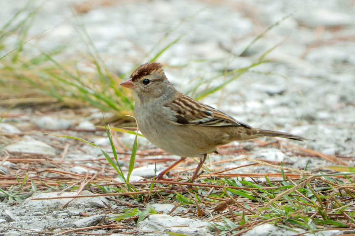 White-crowned Sparrow - ML644556413