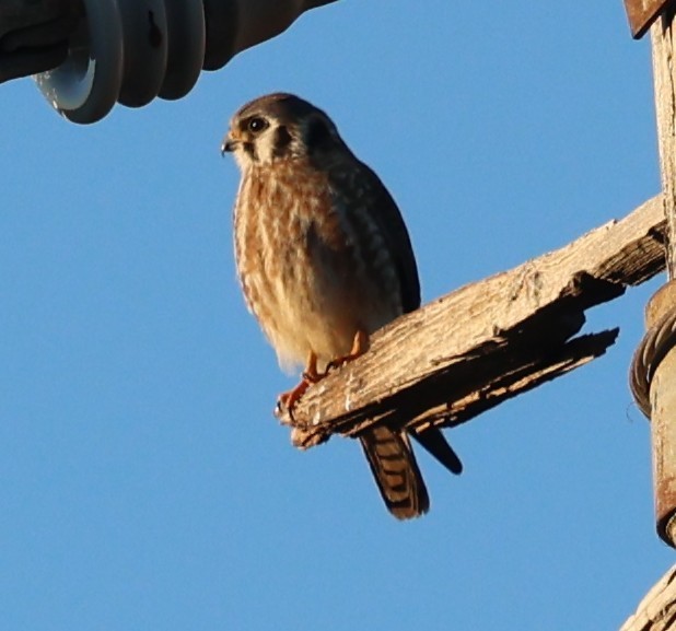 American Kestrel - ML644556414