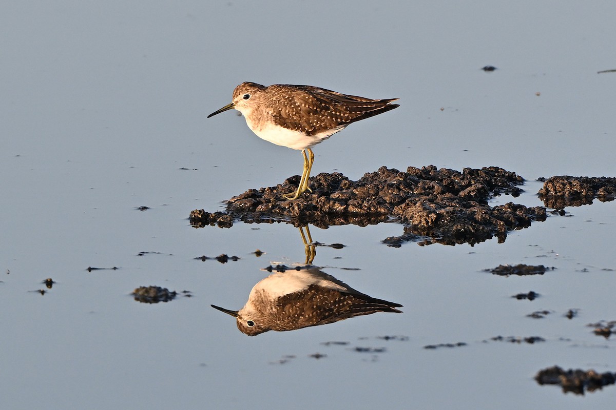 Solitary Sandpiper - ML644556416