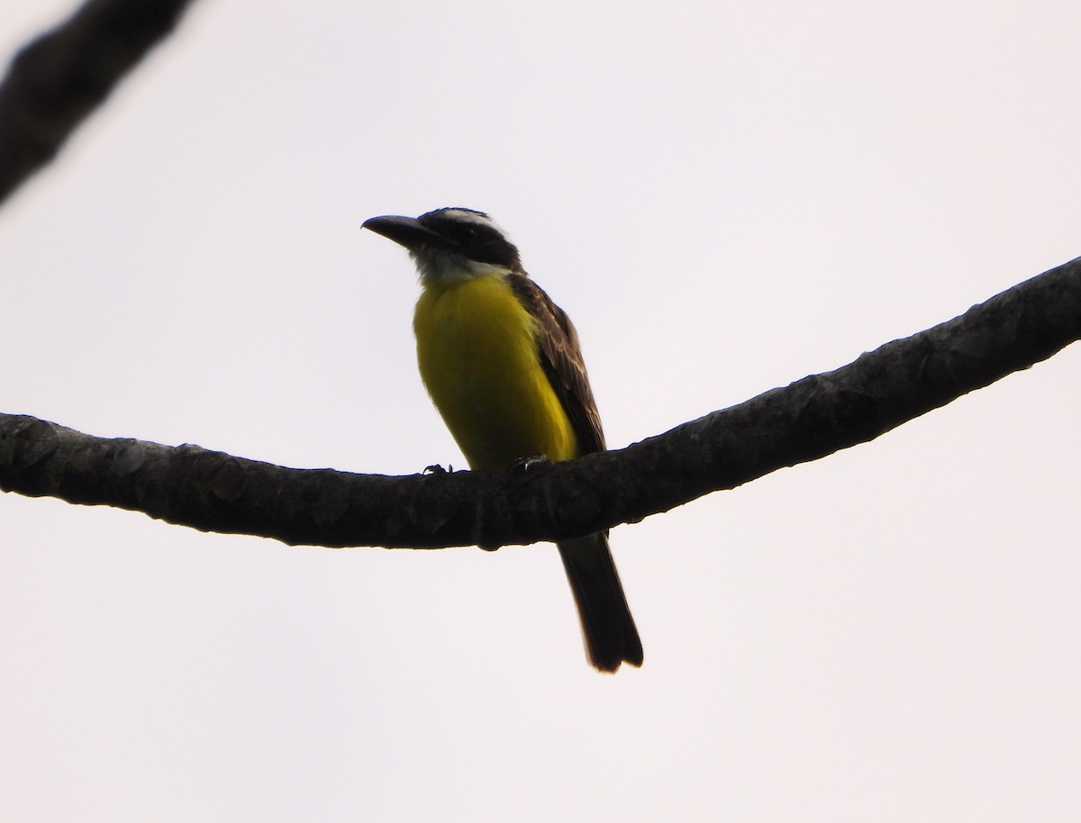 Boat-billed Flycatcher - ML644556417