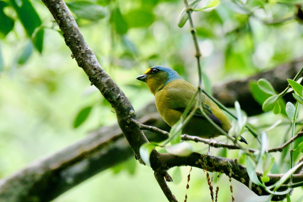 Lesser Antillean Euphonia - ML644556418