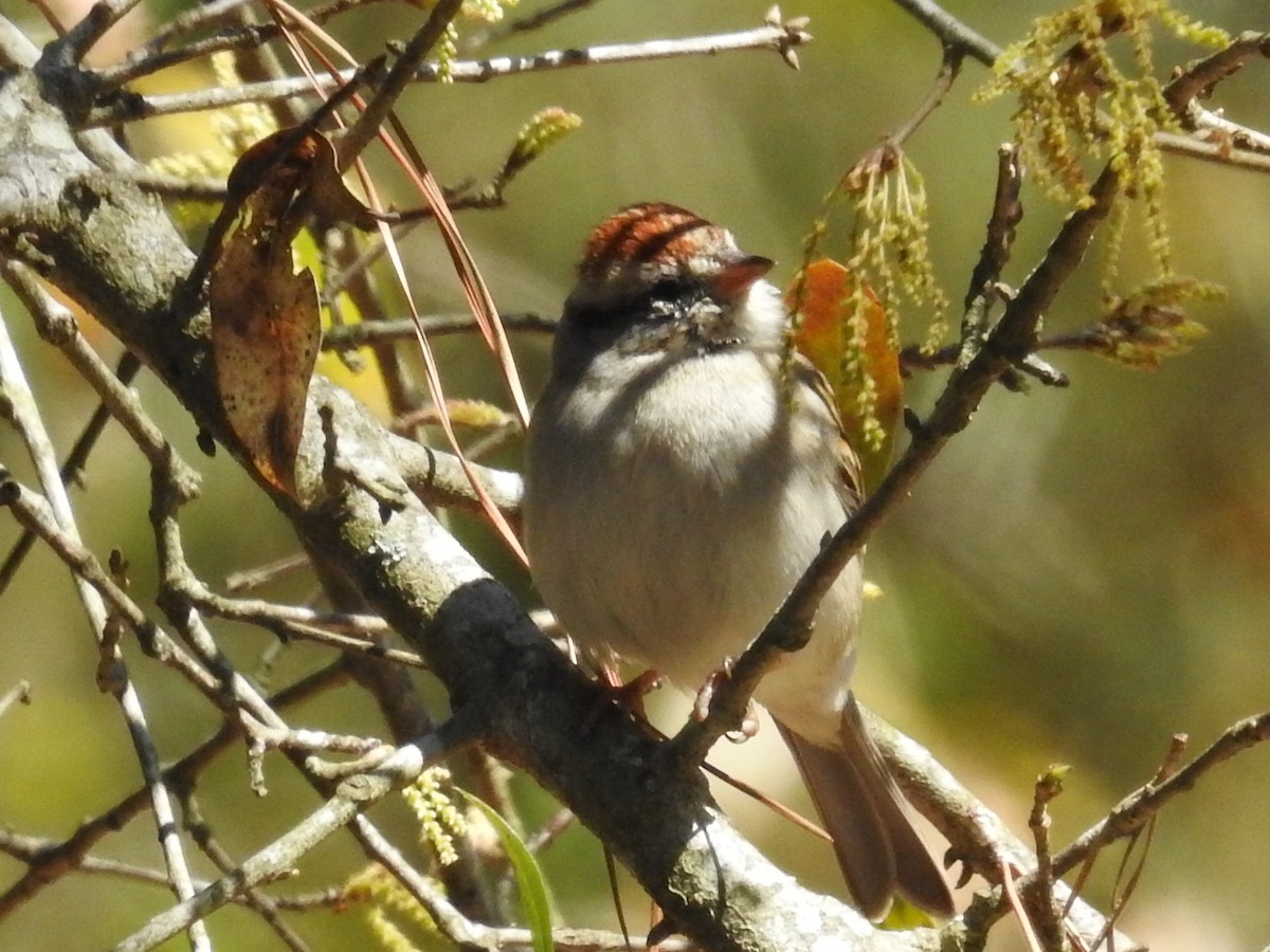 Chipping Sparrow - ML644556420